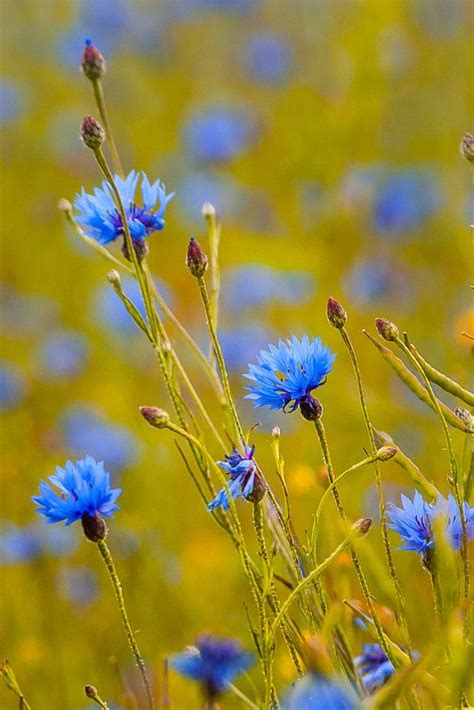 Summer Day By Verapanasina Beautiful Flowers Flowers Photography