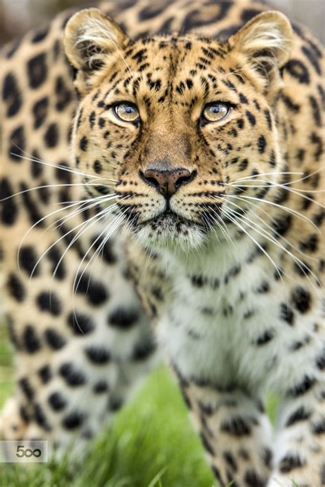 Amur Leopard Wild Cats Beautiful Cats Amur Leopard