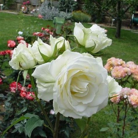 Rosa Virgo™ Fehér Rózsaszín Teahibrid Virágú Magastörzsű