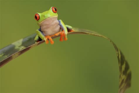 Check out our frog wallpaper selection for the very best in unique or custom, handmade pieces from our wallpaper shops. Frog HD Wallpapers