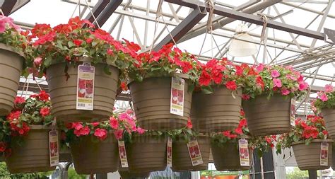 We offer a wide selection of plants in 11 pots, including combinations of the following plants Hanging Flower baskets $5 at Lowes AND Home Depot + More!