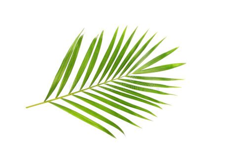 Tropical Nature Green Palm Leaf Isolated On White Pattern Background