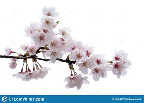 Cherry Blossom Sakura Branch With Flowers Isolated On White Background