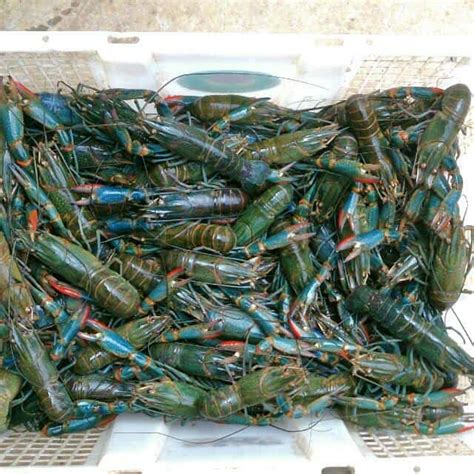 Para nelayan mempunyai insiatif untuk membiakan lobster di air tawar, pada mulanya hanya sebagai lobster hias. 17 Cara Budidaya Lobster Air Tawar Mudah - ArenaHewan.com