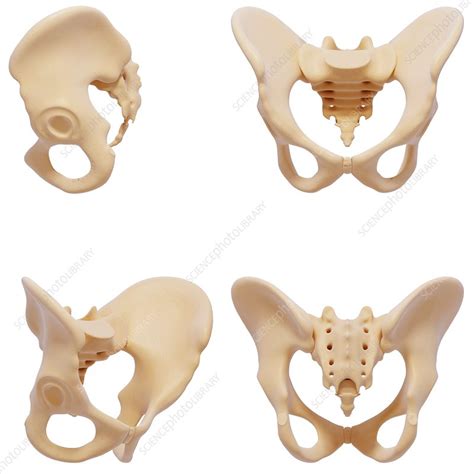 Human Pelvic Bones Artwork Stock Image F0071021 Science Photo