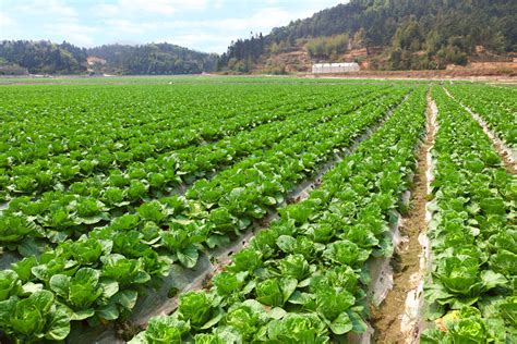 The plantation industry involves a variety of applications. Fujian Province - Chinafolio
