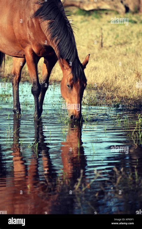Bay Coloured Horse Drinking From And Reflected In A Watering Hole In