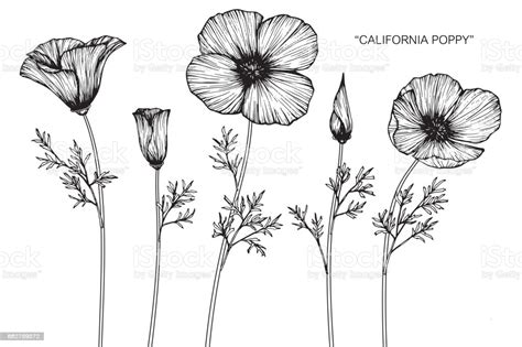 Download California Poppy Flower Drawing Stock Illustration ...