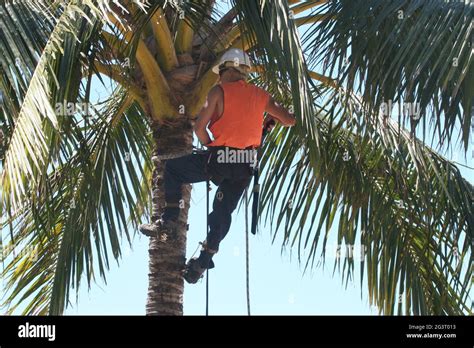 Man Climbing Coconut Palm Tree Cocos Nucifera Stock Photo Alamy 877