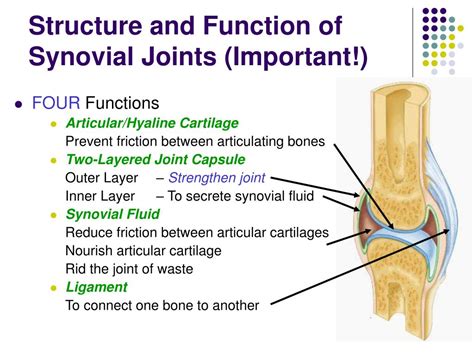 Synovial Joints Types Functions Structure Vrogue Co