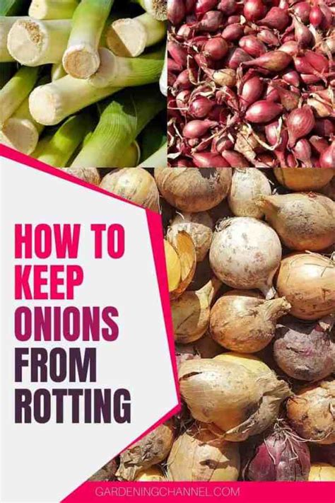 But if the onion rots in the garden, not every gardener knows the main causes of rotting in the beds and how to deal with them. How do you keep onions from rotting? - Gardening Channel