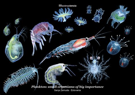 Plankton Small Organisms Of Big Importance Sanja Zamuda