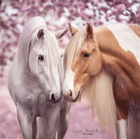 Schöne Pferde – tolle Fellfarben | Horse love, Pretty horses, Most