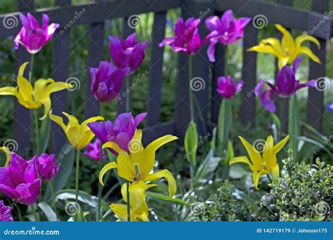 Purple And Yellow Tulips In The Foreground Of A Fence Stock Image