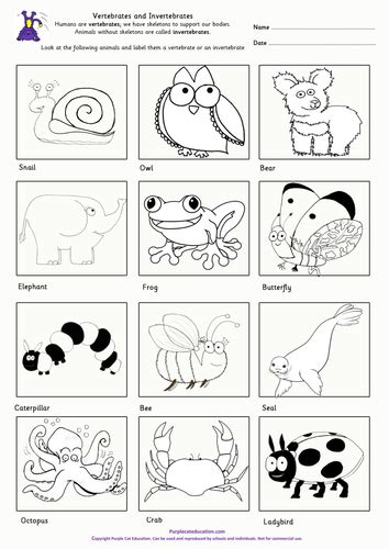 The main characteristic that separates invertebrates from other organisms is the absence of the spinal column and backbone. Work Sheet On Introduction To Inverta Brate - Vertebrates and Invertebrates | Vertebrates ...