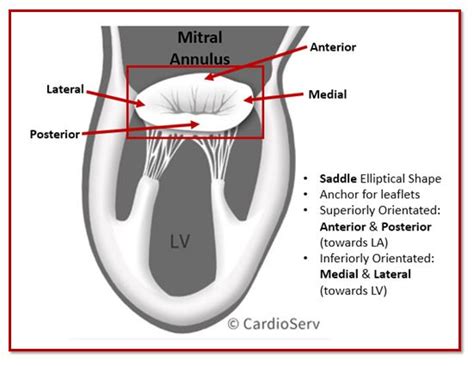 Mitral Valve Anatomy Name 5 Components Cardioserv