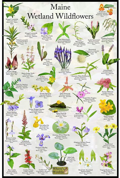 Maine Wetland Wildflower Field Guidenative State Flower