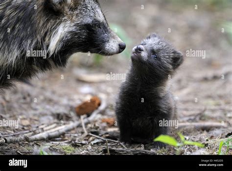 Raccoon Dogs Nyctereutes Procyonoides Mother Animal And Puppy Stock