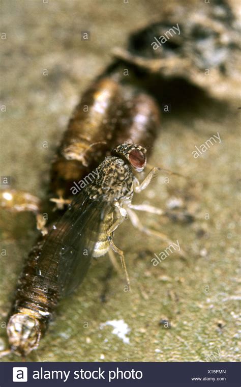 Fruit Fly Pupae High Resolution Stock Photography And Images Alamy