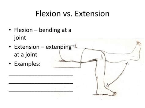 Check spelling or type a new query. PPT - Muscle Movements PowerPoint Presentation - ID:2643272