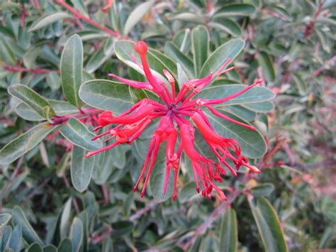 Check spelling or type a new query. Chilean firetree, Embothrium coccineum | tonyforster2 | Flickr
