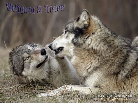 1920x1200px 1080p Free Download Wolves Playing I Love Wolves