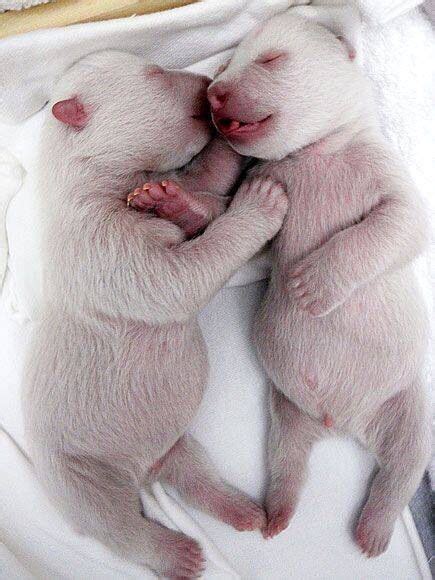 Polar Bear Cubs Sleeping Baby Polar Bears Cute Baby