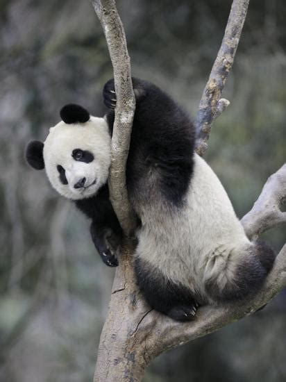 Subadult Giant Panda Climbing In A Tree Wolong Nature Reserve China
