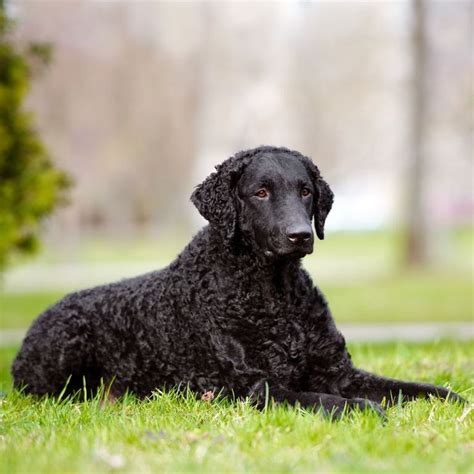 The curly may look like a labrador retriever crossed with a poodle, but he is a breed in his own right. 14 Curly-Haired Dogs That'll Have the Same 'Do As You ...