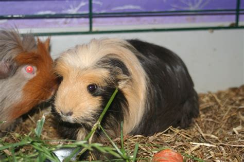 Media captioninside a guinea pig farm. My Pet: Tikus Belanda....