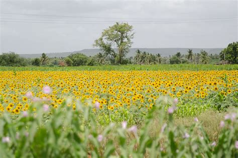 We did not find results for: Of flowers, fruits and spring - Media India Group