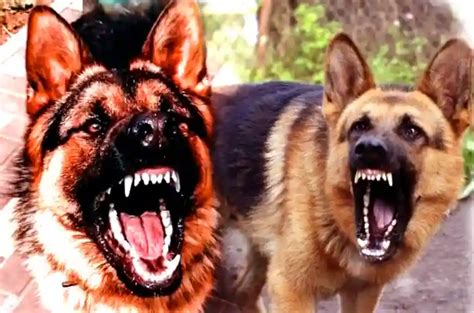 German Shepherd Barking And Growling Learn Why Puppies Diary