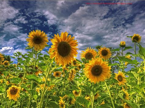 Beautiful Collection Of Sunflowers Wallpapers Hd Free For