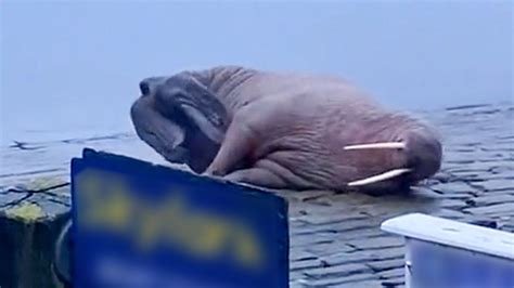 Keributan Di Sekitar Walrus Masturbasi Di Pelabuhan