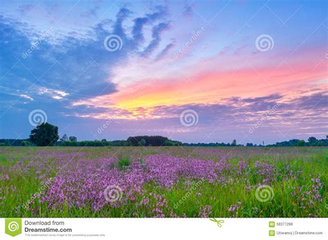 Beautiful Sunrise Countryside Field Flowers Sky Clouds Landscape Stock