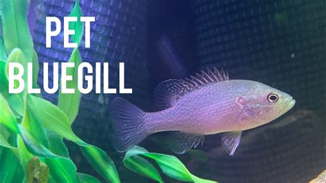 Putting My Pet Bluegill In The New Tank Youtube