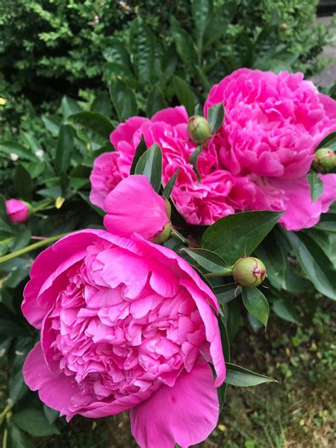 Check spelling or type a new query. Pünktliche Pfingtsrosen | Pfingstrosen, Pfingsrosen und Garten