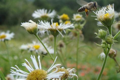 Bee Flying And Daisies Free Photo Download Freeimages