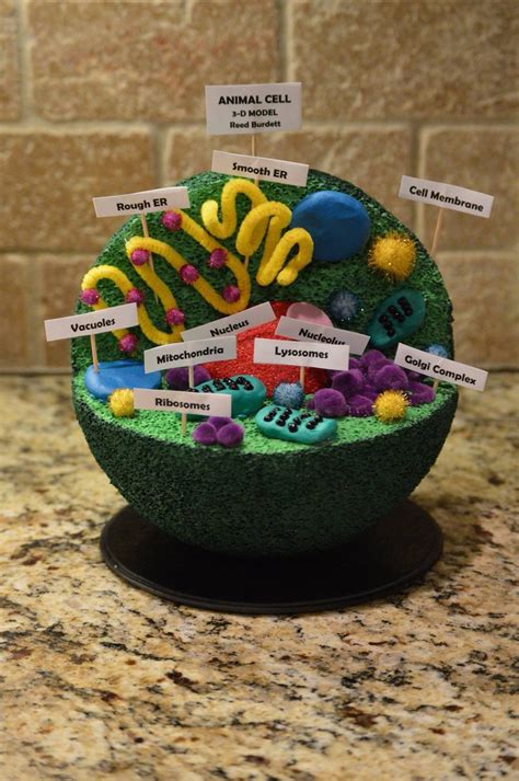 Maybe you would like to learn more about one of these? Reed's 7th grade Advanced Science Animal Cell project 3D ...