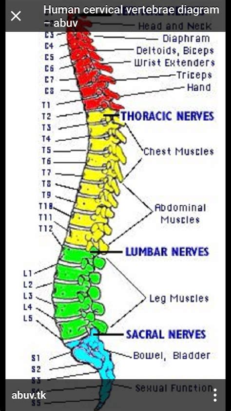 Pin By Marie Morton On Health And Meds Spinal Cord Injury Nursing