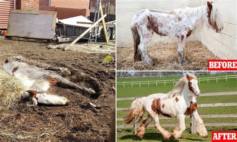 Pony Thought To Be Dead Is Rescued And Restored To Health