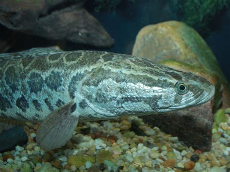 Kill It Immediately Chinese Snakehead Fish That Can