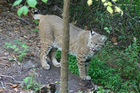 Check spelling or type a new query. Bobcat | Lynx rufus Taken at the Virginia Living Museum in ...