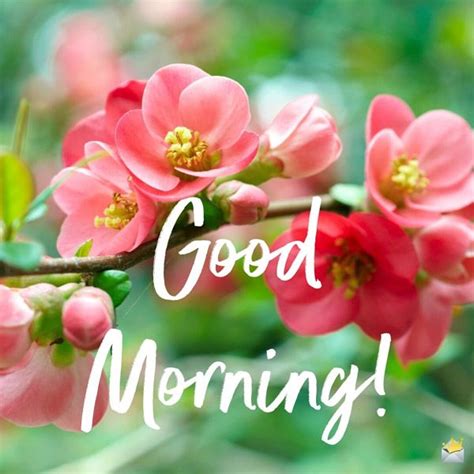That's why we have created this amazing collection of original good morning images with flowers. 79 Good Morning Images With Flowers | Have a Beautiful Day ...