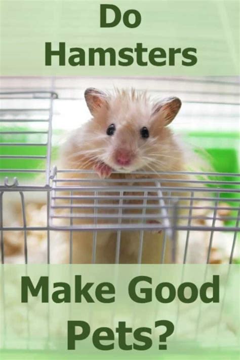 They are playful and extremely loyal to their owners, so they are good company for the elderly and for children. Do Hamsters Make Good Pets? - Hamsters 101