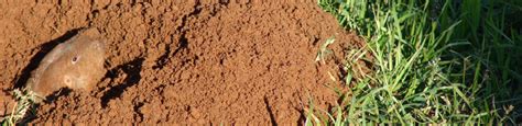 The landlord or the tenant? Vole Pest Control Services | Viking Pest Control