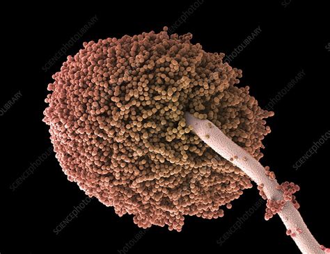 Fungal Spores Sem Stock Image B2501104 Science Photo Library