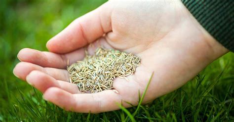 Grass Seed Market Future Analysis Geographic Overview Shares And Trends Analysis With