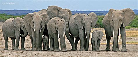 In Africa Elephant Mothers Grandmothers And Aunts Stay