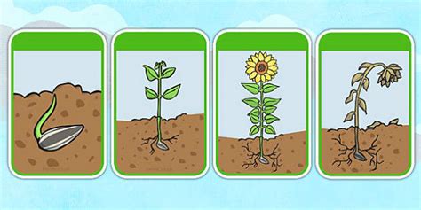 Sunflower Life Cycle Flashcards Lenseignant A Fait